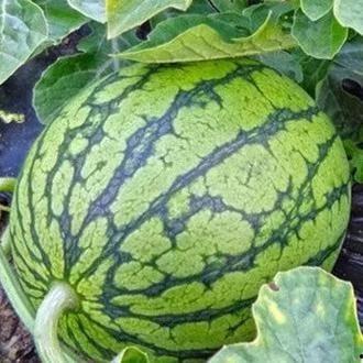 有啥吃瓜的论坛,一网打尽娱乐圈最新动态