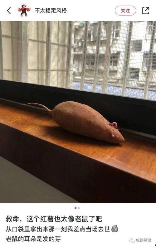 吃瓜人吃瓜魂,揭秘网络时代的“瓜文化”现象