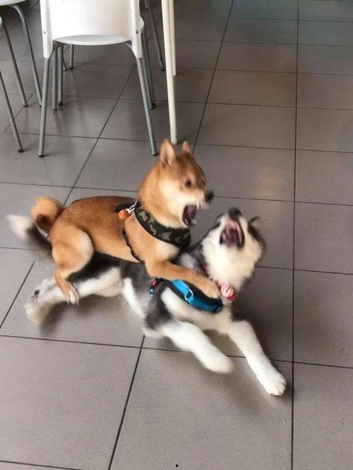 娱乐吃瓜酱小黄狗,揭秘娱乐圈那些不为人知的幕后故事