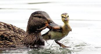 娱乐吃瓜鹅鸭视频大全,鹅鸭视频大全精彩回顾