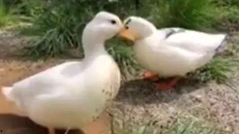 娱乐吃瓜鹅鸭视频大全,鹅鸭视频大全精彩回顾